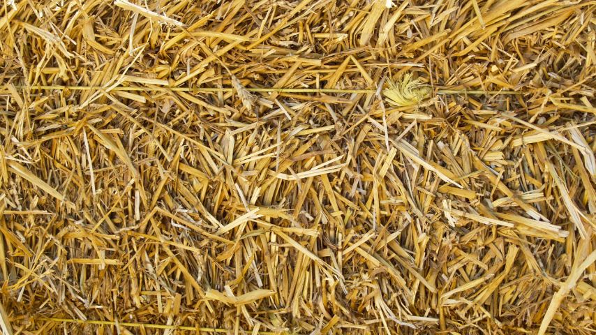 Miscanthus and Straw Chip