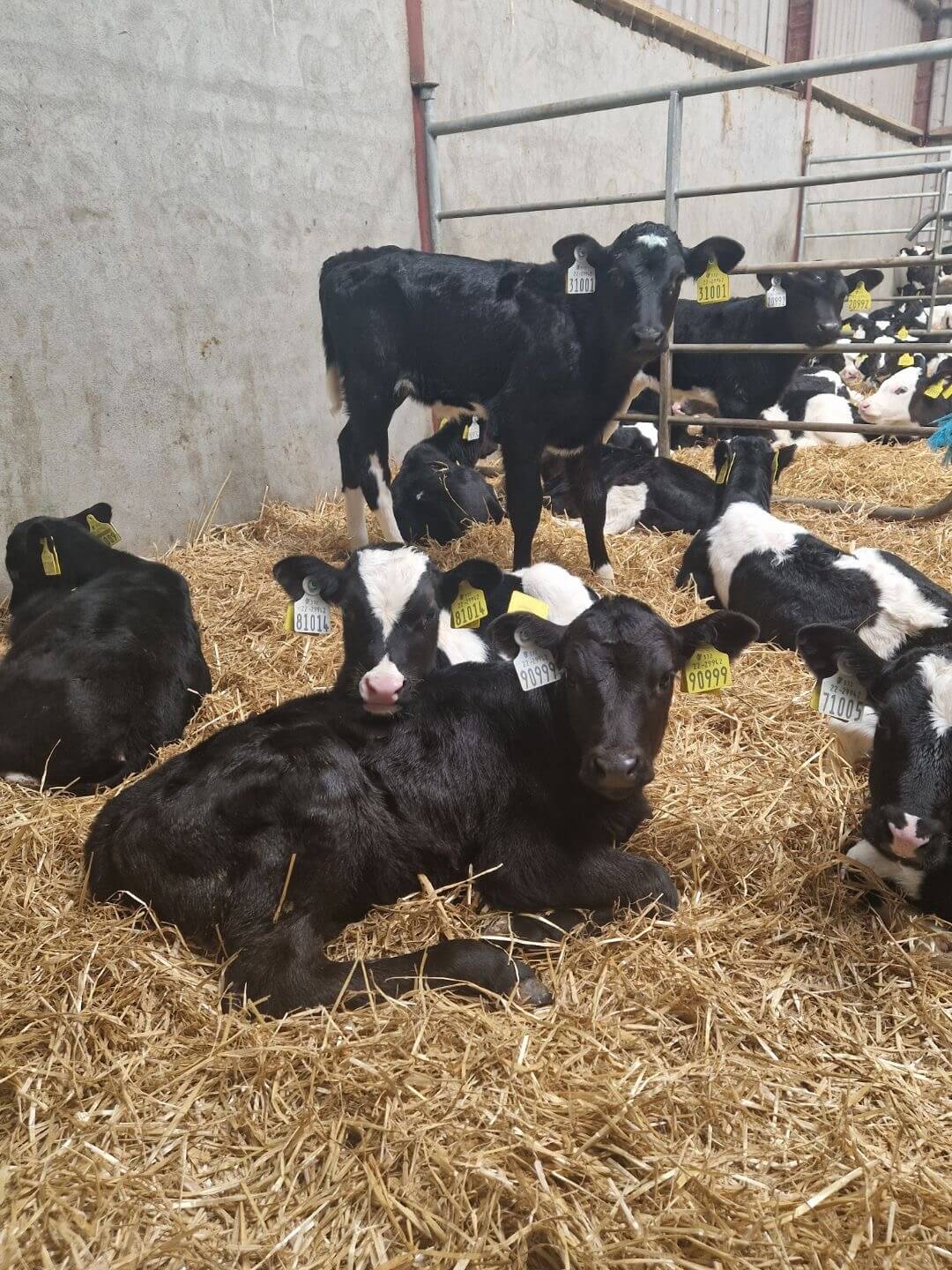 Calf Bedding